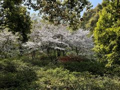 -苏州上方山国家森林公园