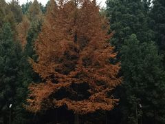 -山王坪喀斯特国家生态公园