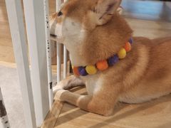 -南京Hallo宠物乐园·哈罗犬舍·柴犬繁育基地
