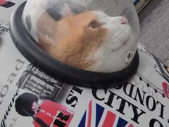 -严国平动物医院(德政总院)