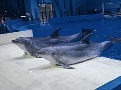-石家庄极地海洋世界
