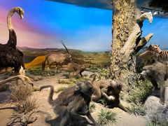 -国家自然博物馆