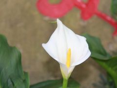 -上海鲜花港