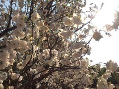 -天适樱花悠乐园