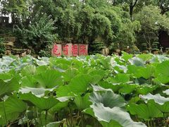 -桂湖森林公园