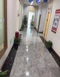 -碧莲盛·不剃发植发
