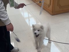 -帕帕拉兹宠物(亚洲旗舰店)