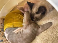 -猫小院猫主题咖啡厅(北锣店)