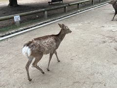 -奈良公园