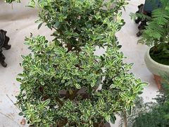 -秦美花卉(天朗·莱茵小城2期店)