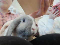 -猫猫幼稚园·撸猫·桌游·电玩