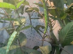 -上海大自然野生昆虫馆(东方明珠·爬宠昆虫探索中心)