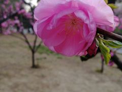 -中央民族大学