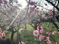 -紫金山山顶公园
