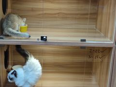 -猫十亿·布偶金渐层·曼基康矮脚猫舍(青年路店)