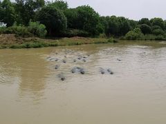 -中国扬子鳄村
