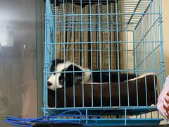 -翊宠yipet猫狗购宠庄园犬舍•猫舍