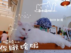 -有猫主题·治愈系猫咖(曾厝垵店)