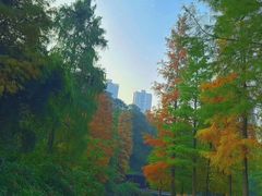 -重庆彩云湖湿地公园