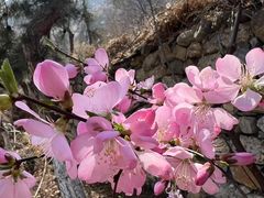 -北京鹫峰国家森林公园