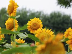 -奥林匹克森林公园北园-停车场