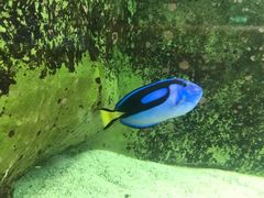 -悉尼海洋生物水族馆