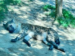 -北京野生动物园