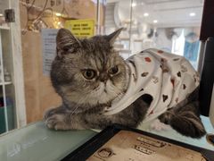 -楼上猫咖(罗湖店)