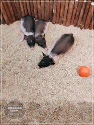 -造物庄园 萌宠纪(苏州湾歌林公园店)