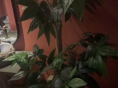 -泰融玺·泰式按摩SPA(包河万达店)