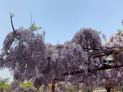 -嘉定紫藤园