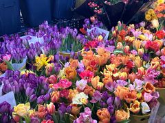 -越秀西湖花市(广州城市广场花卉店)