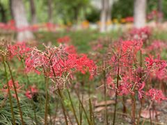 -白塘生态植物园