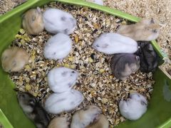 -钓仓鼠(洋桥北里小区店)
