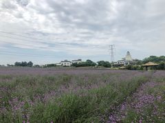 -紫颐香薰山谷景区