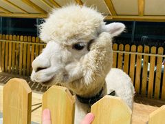 -廊坊固安福朋喜来登酒店