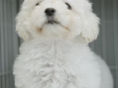 -翊宠yipet猫狗购宠庄园犬舍•猫舍