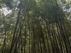 -泰山风景名胜区-普照寺