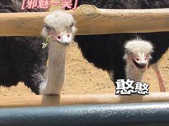 -大连森林动物园