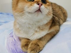-猫大福·Fortune Cat猫舍(百子湾店)