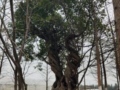 -漩门湾国家湿地公园