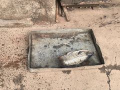 -姥家大锅台水库渔家