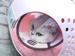 -关爱宠物医院·猫科中心·消化科(滨湖万达分院)