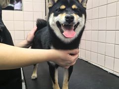 -FAELING PETS美天灵宠物(富力广场店)
