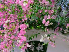 -深圳国际园林花卉博览园