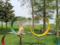 -贡湖湾湿地公园