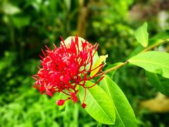 -中国科学院华南植物园