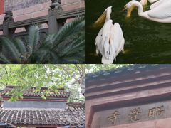 -成都动物园