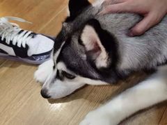 -Husky Go! 哈士奇体验馆·宠物咖啡厅狗咖