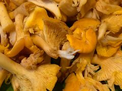 -易门野生菌府·菌海森林(月牙潭公园店)